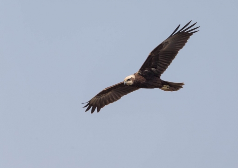 ヨーロッパチュウヒ28