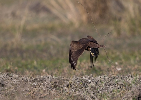 ヨーロッパチュウヒ36
