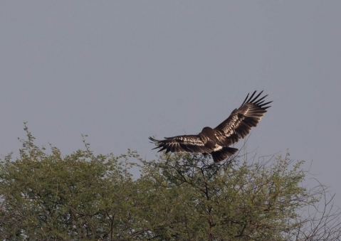 カラフトワシ44