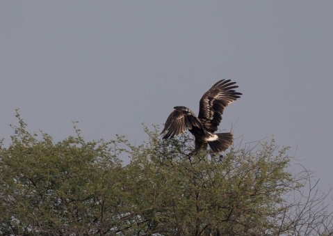 カラフトワシ45