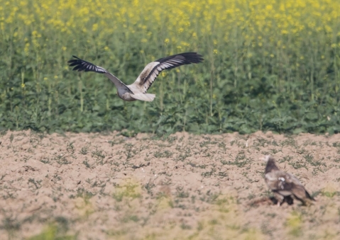 エジプトハゲワシ3