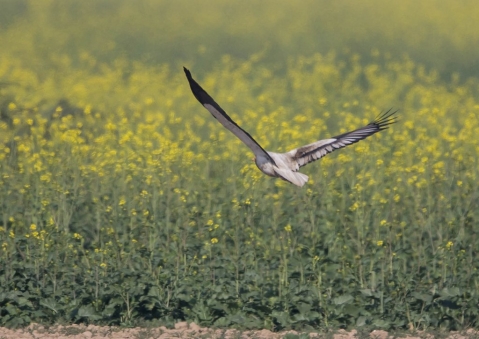 エジプトハゲワシ4