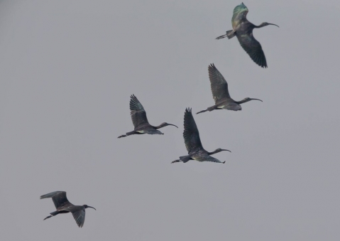 ブロンズトキ24