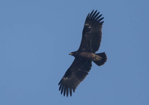 カラフトワシ15