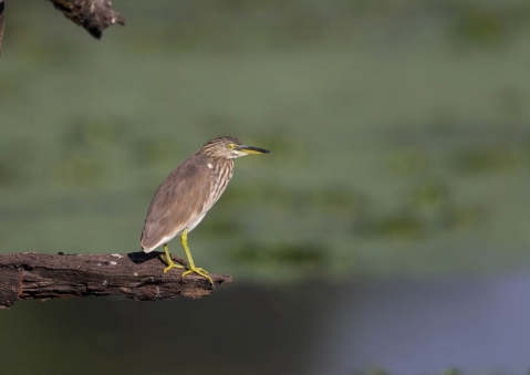 インドアカガシラサギ3