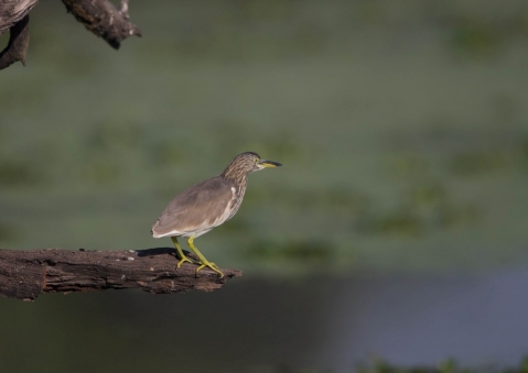 インドアカガシラサギ4