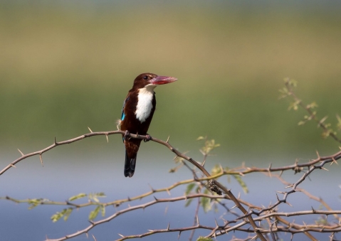 アオショウビン30