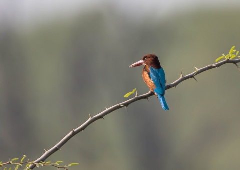 アオショウビン35