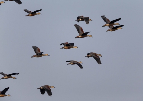 リュウキュウガモ9