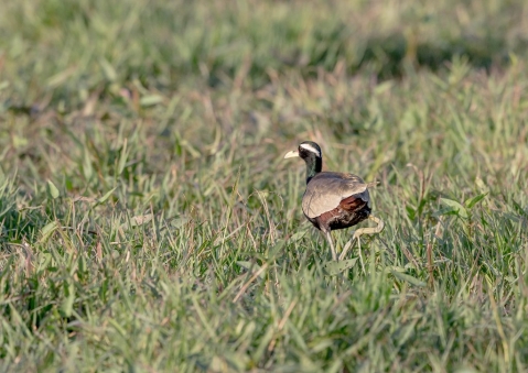 アジアレンカク26