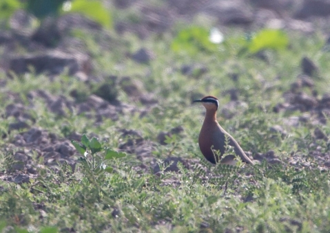 インドスナバシリ2