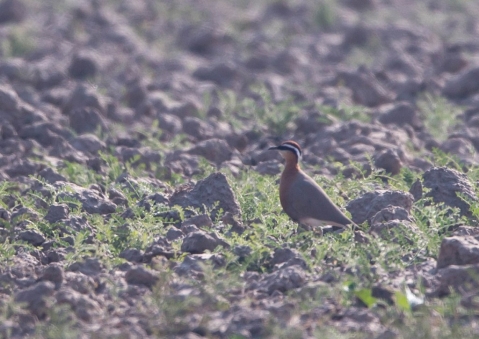 インドスナバシリ4