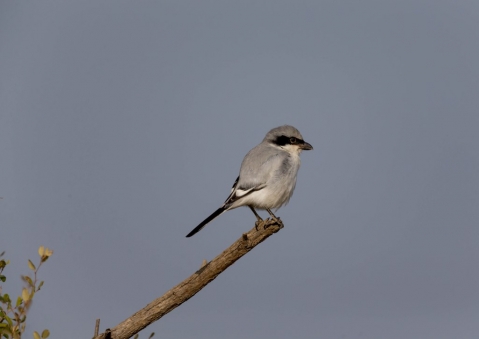 ミナミオオモズ7