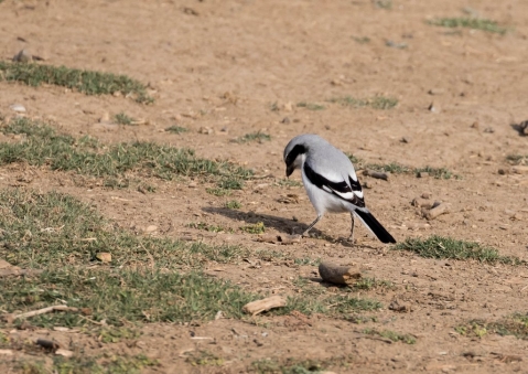 ミナミオオモズ12