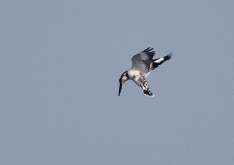 ヒメヤマセミ12