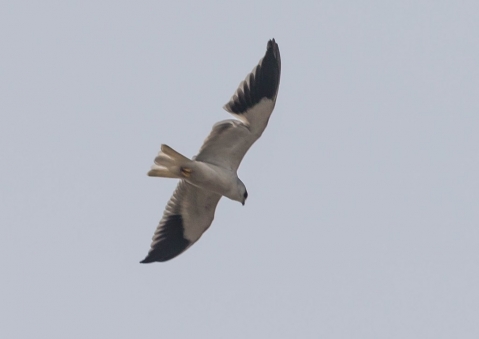 カタグロトビ11