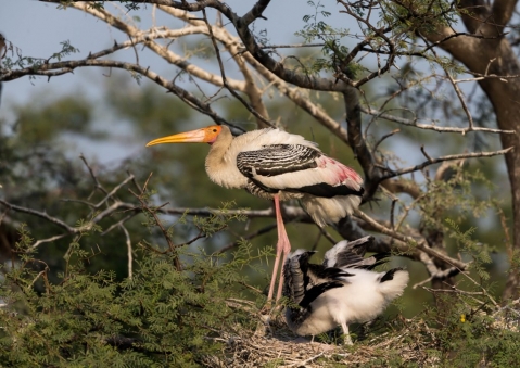 インドトキコウ25