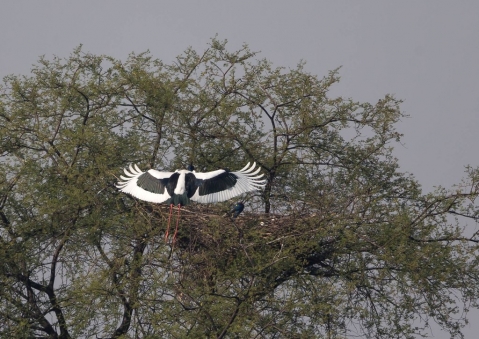 セイタカコウ11