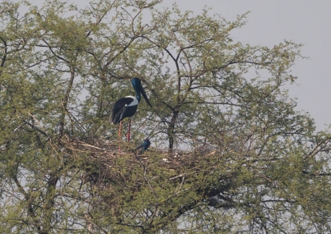 セイタカコウ15