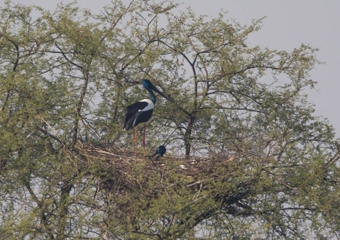 セイタカコウ14