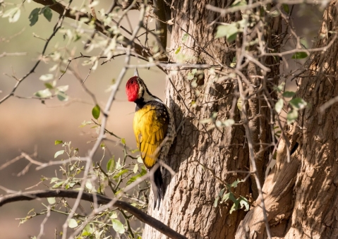 ヒメコガネゲラ9