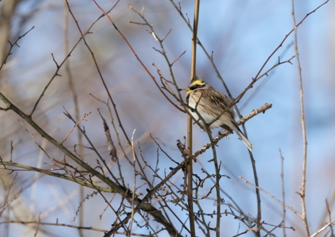 ミヤマホオジロ1