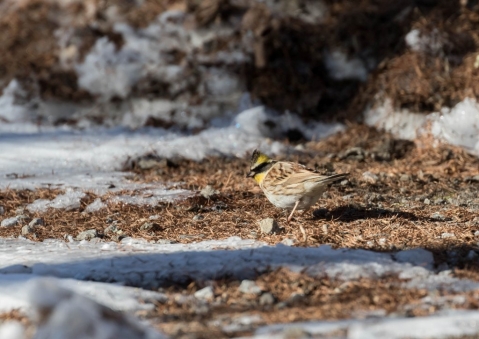 ミヤマホオジロ12