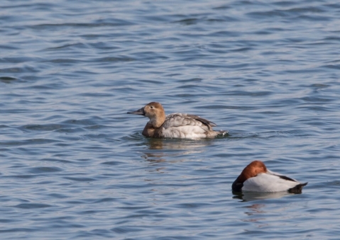 オオホシハジロ5