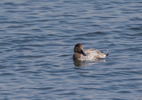 オオホシハジロ8