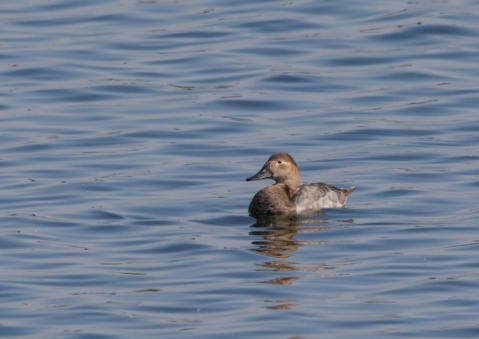 オオホシハジロ9