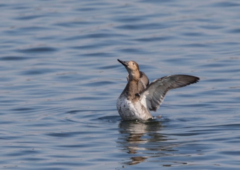 オオホシハジロ10