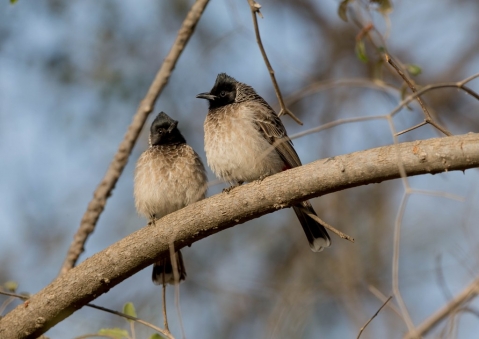 シリアカヒヨドリ3