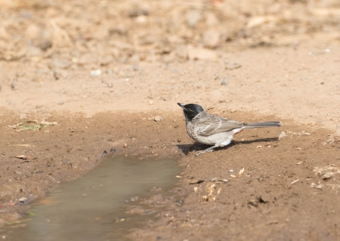 シリアカヒヨドリ6