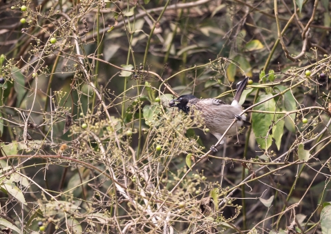 シリアカヒヨドリ12