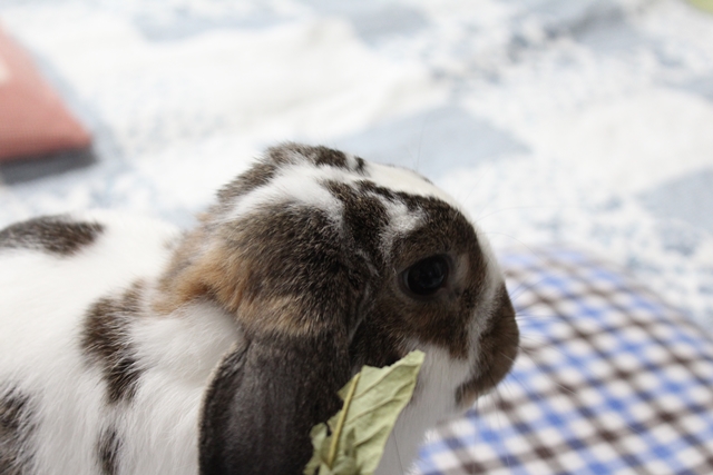 だいち0105IMG_7865