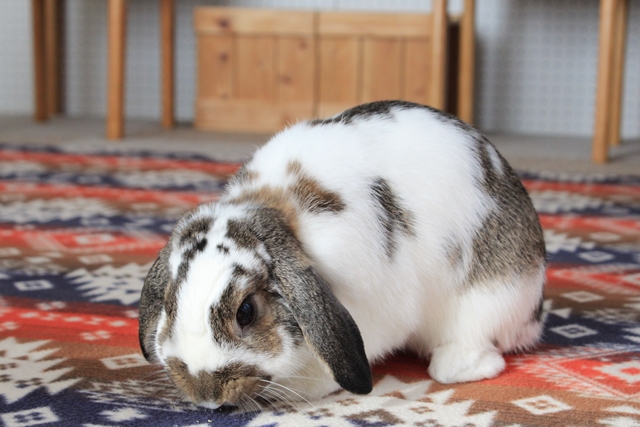 だいち0122IMG_8330