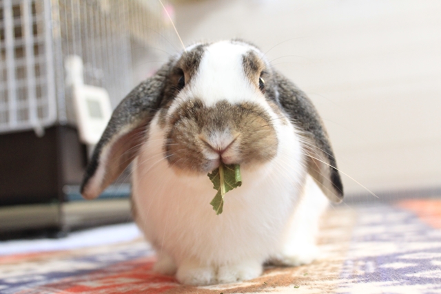 だいち0125IMG_8480