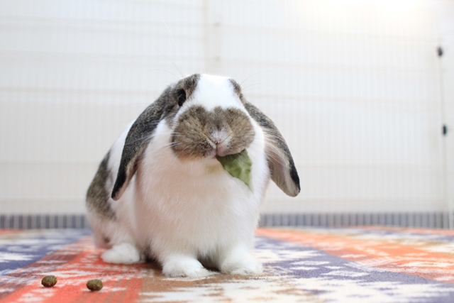 IMG_8563だいち0128