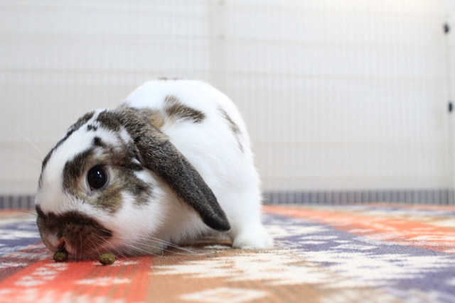 IMG_8568だいち0128