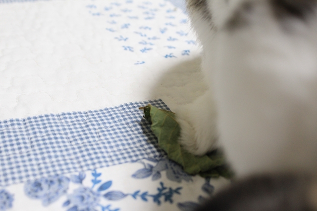 IMG_8709だいち0129