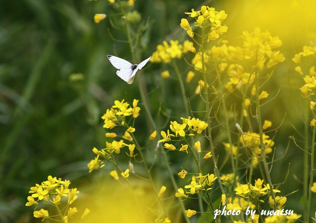 四万十川菜の花 (2)