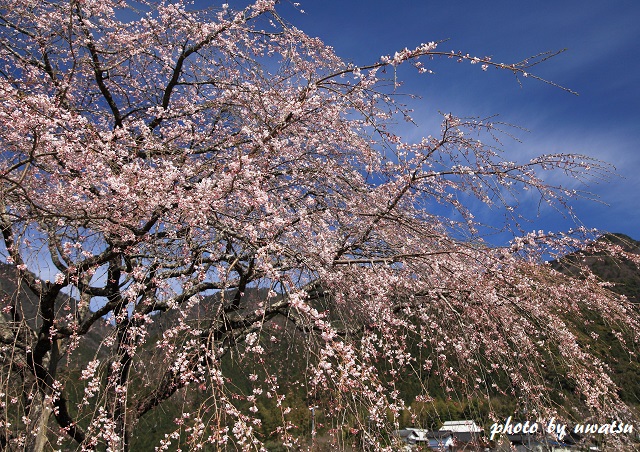 小越の桜 (1)