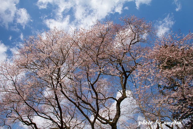 坂石の桜 (2)