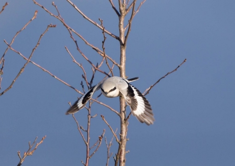 オオカラモズ18