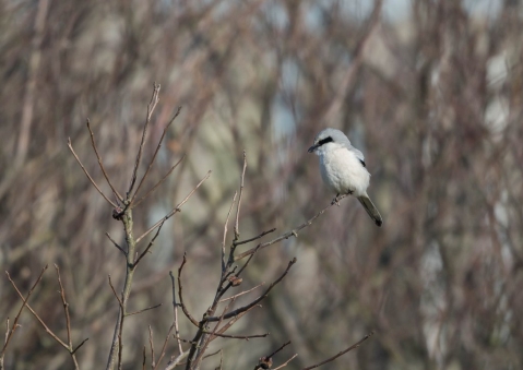 オオカラモズ34