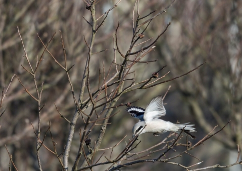 オオカラモズ39