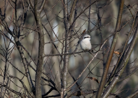 オオカラモズ43