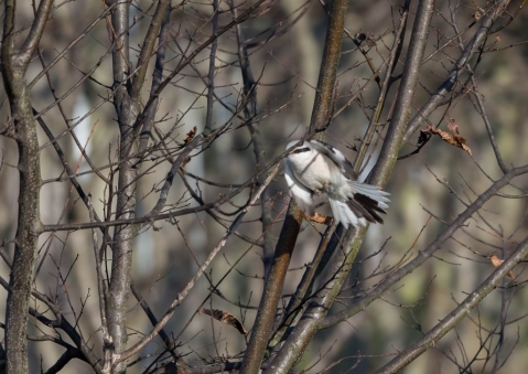 オオカラモズ42