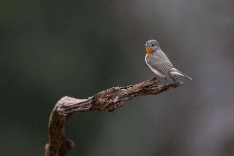 ニシオジロビタキ11