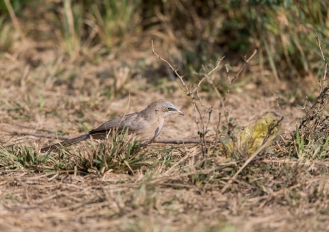 オジロヤブチメドリ4